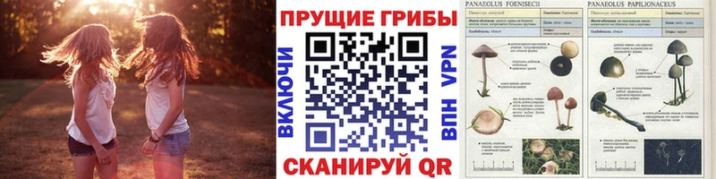 Галлюциногенные грибы GOLDEN TEACHER  как найти наркотики  МЕГА ONION  Новороссийск 